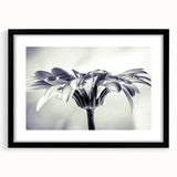 Botanical daisy wall art collection featuring a black frame with matting, showcasing vibrant floral design and intricate details, perfect for home decor.