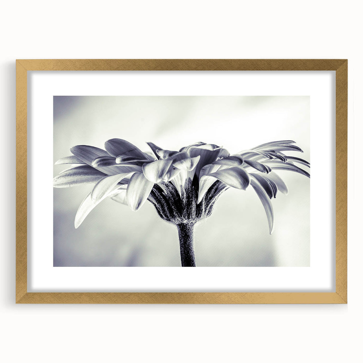 Botanical daisy wall art collection featuring a gold frame and mat, showcasing delicate floral designs, perfect for home decor and nature-inspired aesthetics.