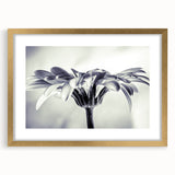 Botanical daisy wall art collection featuring a gold frame and mat, showcasing delicate floral designs, perfect for home decor and nature-inspired aesthetics.