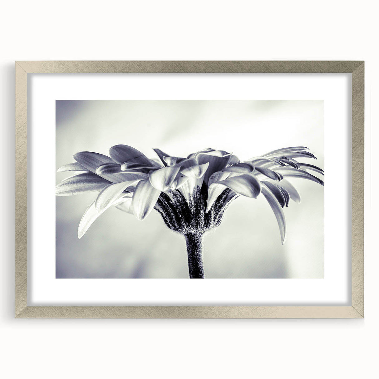 Framed botanical wall art featuring a delicate daisy design, presented in a sleek silver frame with a mat, perfect for enhancing any modern decor.