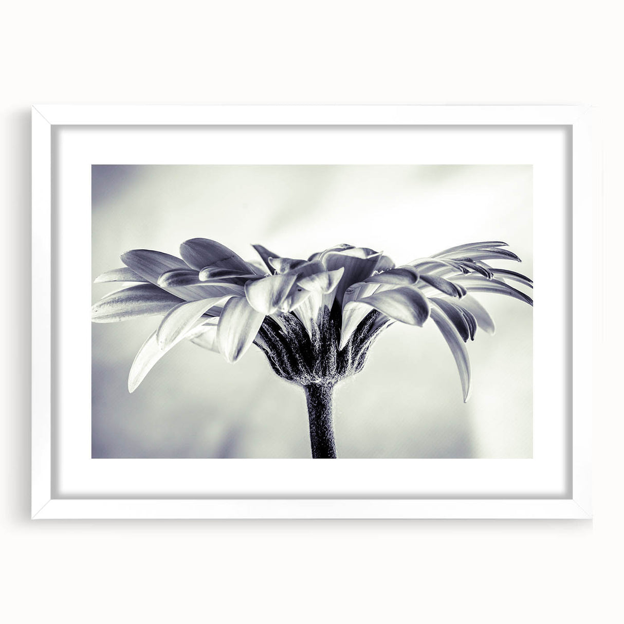 Framed botanical wall art featuring a delicate daisy design, set in a sleek white frame with a mat, perfect for enhancing home decor with a fresh floral touch.