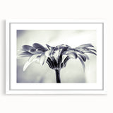 Framed botanical wall art featuring a delicate daisy design, set in a sleek white frame with a mat, perfect for enhancing home decor with a fresh floral touch.