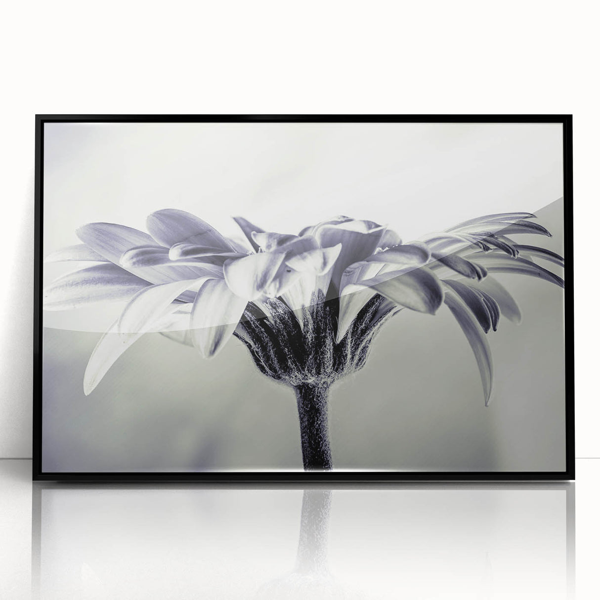 Framed wall art showcasing a botanical daisy design in vibrant colors, featuring a sleek black frame. Ideal for enhancing home decor with a touch of nature.