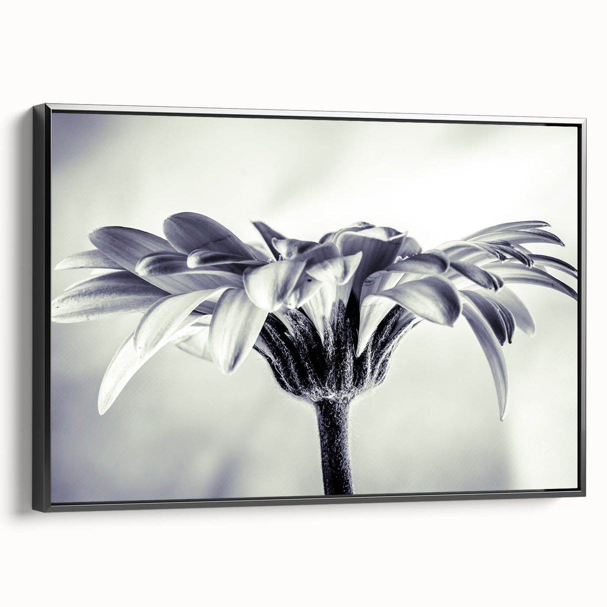 Framed canvas wall art showcasing a botanical daisy design in vibrant colors, featuring a sleek black frame and a side view that highlights its elegant profile, perfect for home decor.