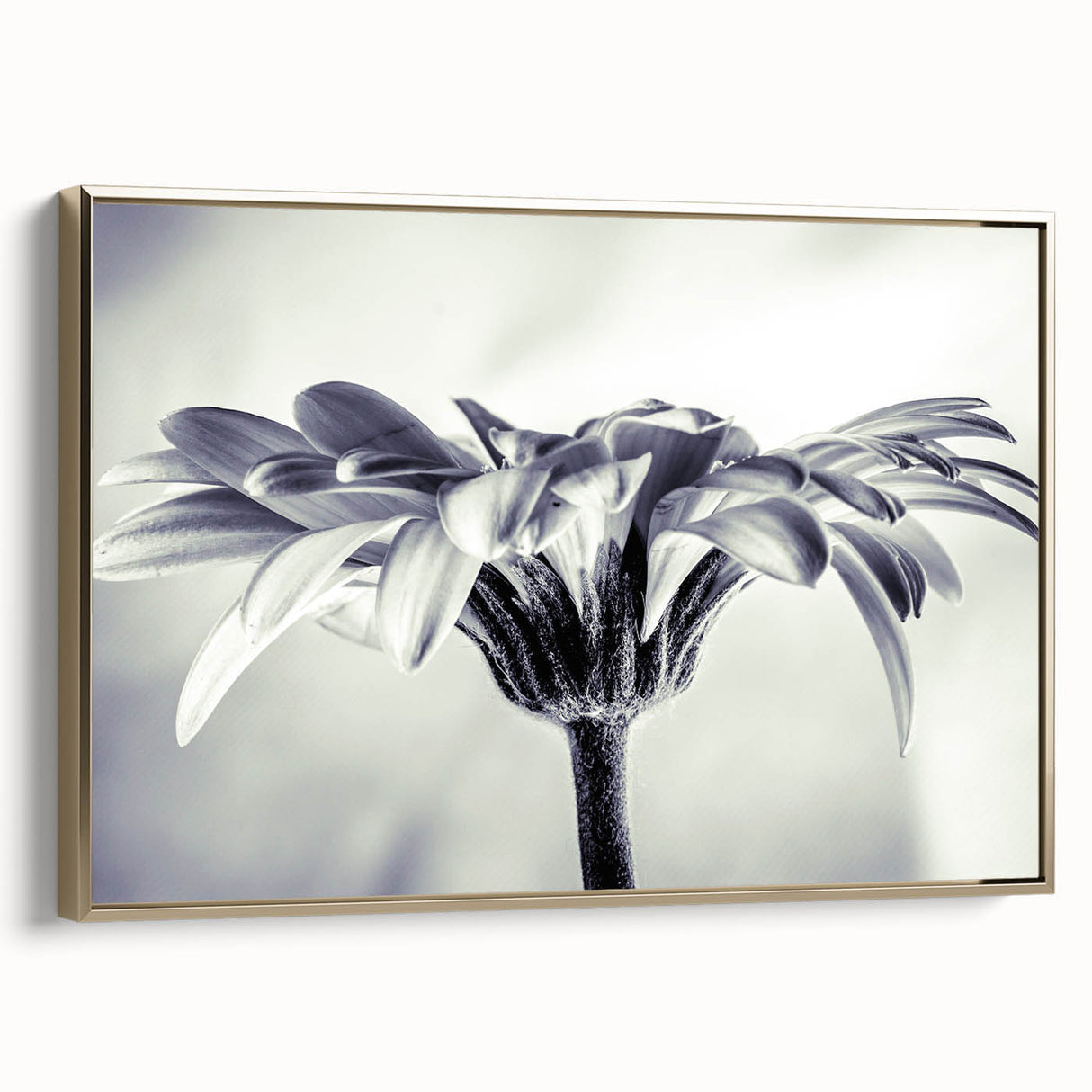 Framed botanical wall art featuring a daisy design with a gold frame, showcasing vibrant colors and an elegant side view, perfect for home decor.