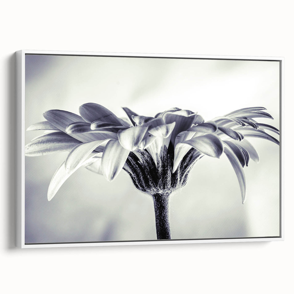Framed canvas wall art showcasing a botanical daisy design with vibrant white flowers against a soft background, perfect for home decor enhancement.