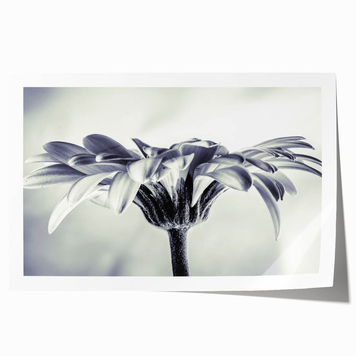 Rolled botanical wall art print showcasing a vibrant daisy design, featuring intricate floral details and bright colors, ideal for home decor enhancement.
