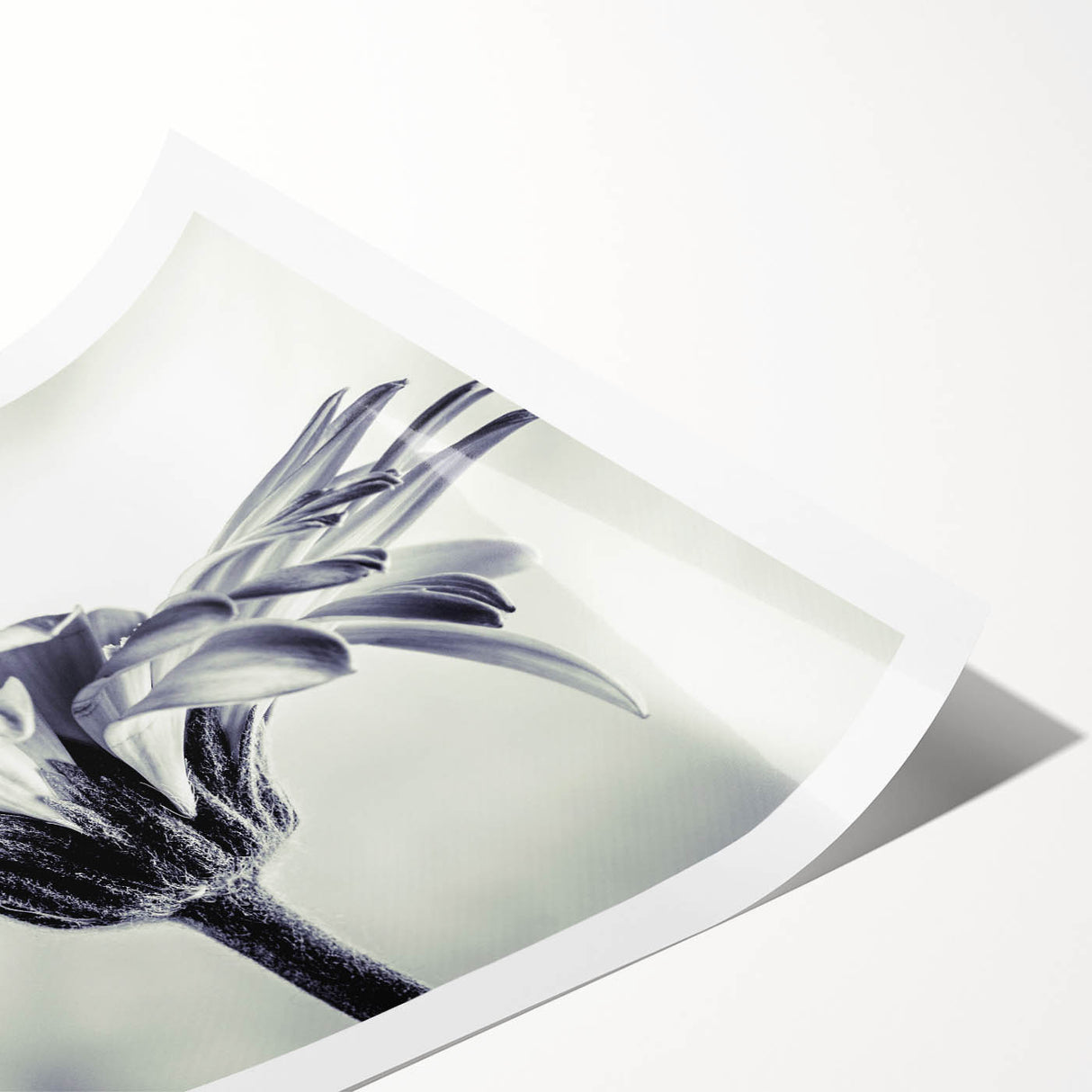 Vibrant botanical wall art print showcasing a delicate daisy design with intricate details, rolled for easy framing and display, perfect for home decor enhancement.