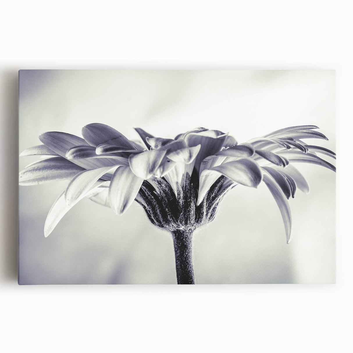 Botanical daisy wall art canvas print showcasing a vibrant floral design in shades of yellow and white, perfect for brightening any home decor setting. This stretched canvas piece adds a cheerful touch to living spaces, emphasizing nature's beauty.