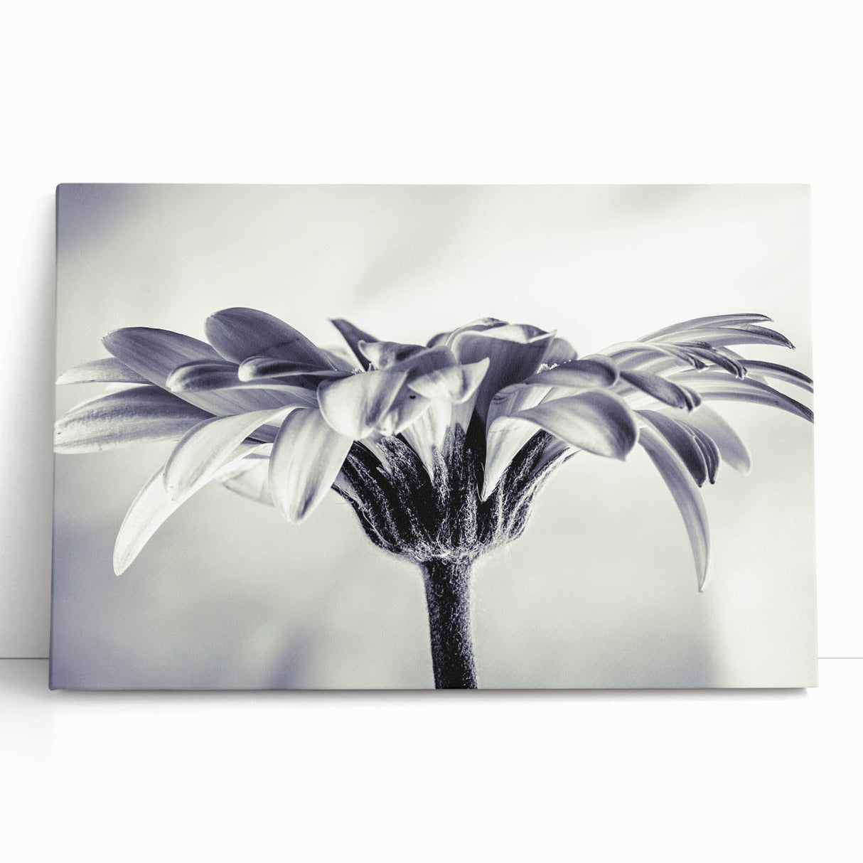 Botanical daisy wall art collection featuring vibrant, colorful flowers on stretched canvas, leaning against a neutral wall, perfect for home decor.