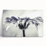 Botanical daisy wall art collection featuring vibrant, colorful flowers on stretched canvas, leaning against a neutral wall, perfect for home decor.