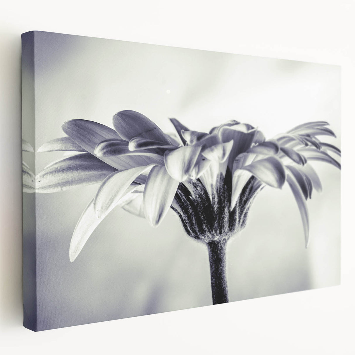 Stretched canvas wall art showcasing a vibrant botanical daisy design with intricate floral details, ideal for brightening home decor.