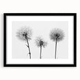 Black-framed botanical wall art featuring a dandelion design, elegantly matted to enhance its intricate details, ideal for home decor or office aesthetics.