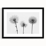 Black-framed botanical wall art featuring a dandelion design, elegantly matted to enhance its intricate details, ideal for home decor or office aesthetics.