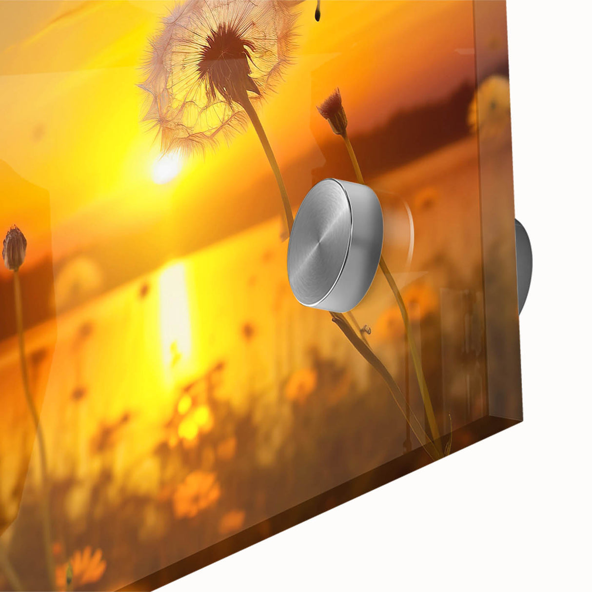 Close-up of a botanical dandelion wall art design printed on acrylic glass, showcasing delicate details and vibrant colors, ideal for nature-themed decor.