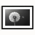 Framed botanical wall art featuring a detailed dandelion design in black, showcasing delicate white flowers against a sleek black frame, perfect for modern decor.