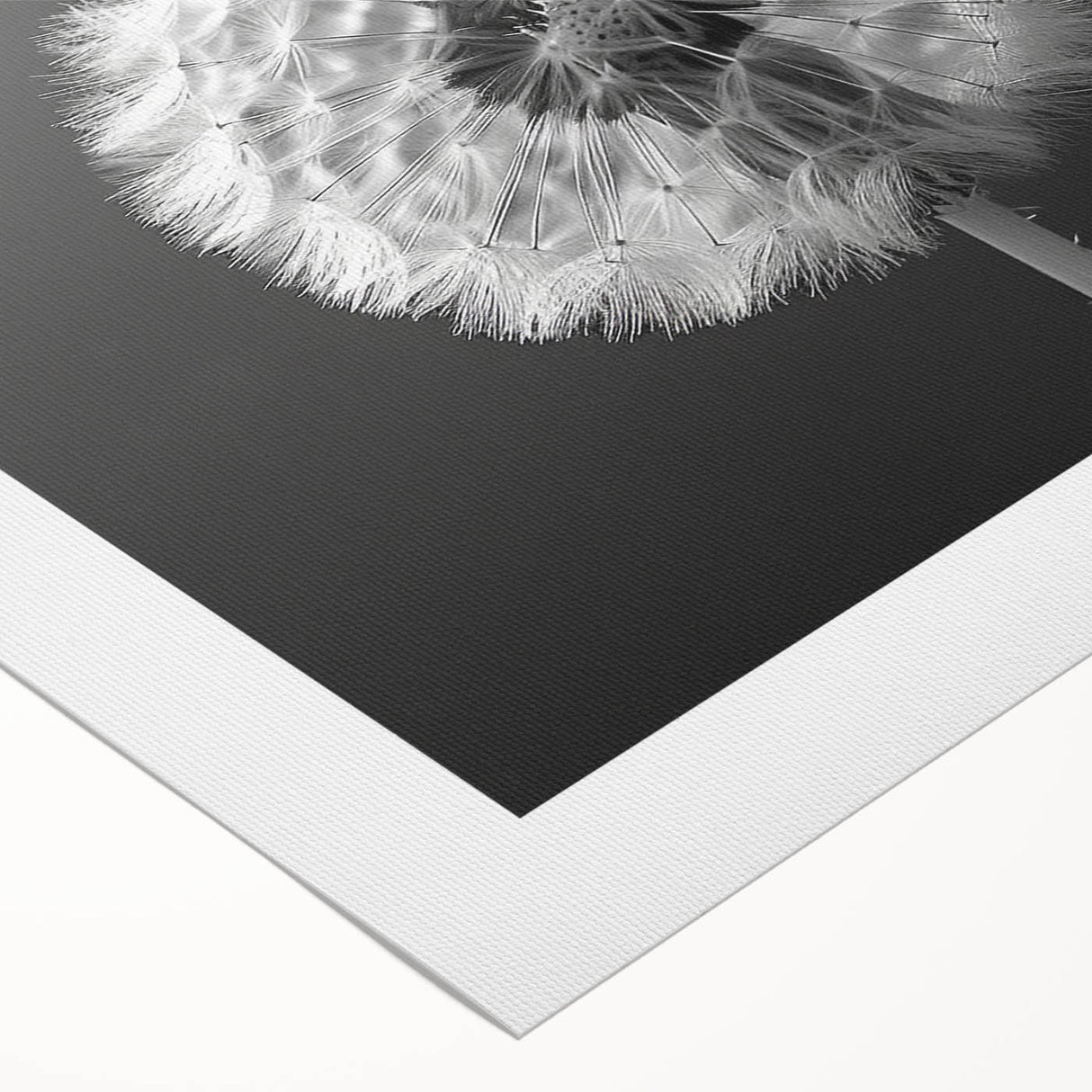 Rolled canvas showcasing a detailed botanical dandelion design in soft yellows and greens, ideal for home decor, framed art displays, or nature-themed interiors.