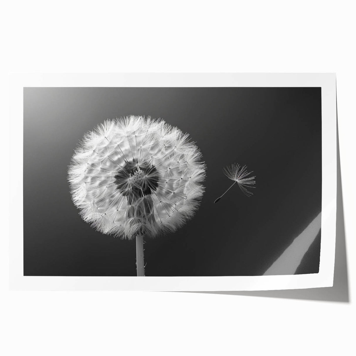 Botanical dandelion wall art print showcasing intricate floral details in soft pastel colors, rolled and ready for framing, perfect for home decor enthusiasts.