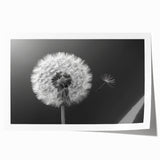 Botanical dandelion wall art print showcasing intricate floral details in soft pastel colors, rolled and ready for framing, perfect for home decor enthusiasts.