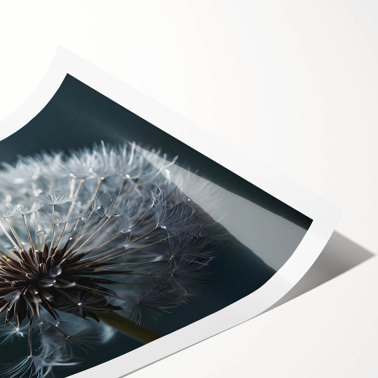 Botanical dandelion wall art print showcasing intricate details and subtle color gradients, perfect for home decor or nature-themed spaces, rolled and ready for framing.