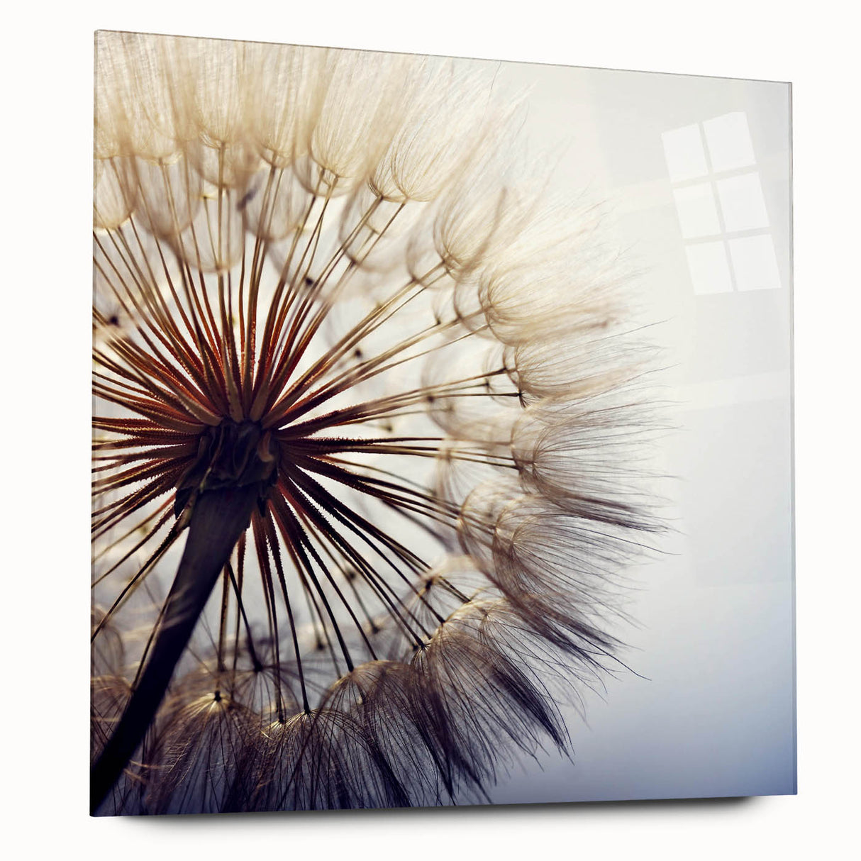 Acrylic wall art featuring a botanical dandelion design in vibrant colors, displayed in a side view to highlight its sleek finish and modern aesthetic. Perfect for home decor.