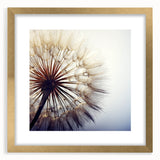 Botanical wall art featuring a detailed dandelion design in a gold frame with matting, perfect for enhancing modern home decor and adding a touch of elegance.