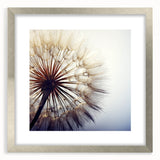 Silver-framed wall art featuring a botanical dandelion design with a matte finish, showcasing delicate details and vibrant colors, perfect for home decor.