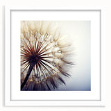 Botanical wall art featuring a delicate dandelion design in a modern white frame with a mat, ideal for enhancing home decor with a touch of nature.