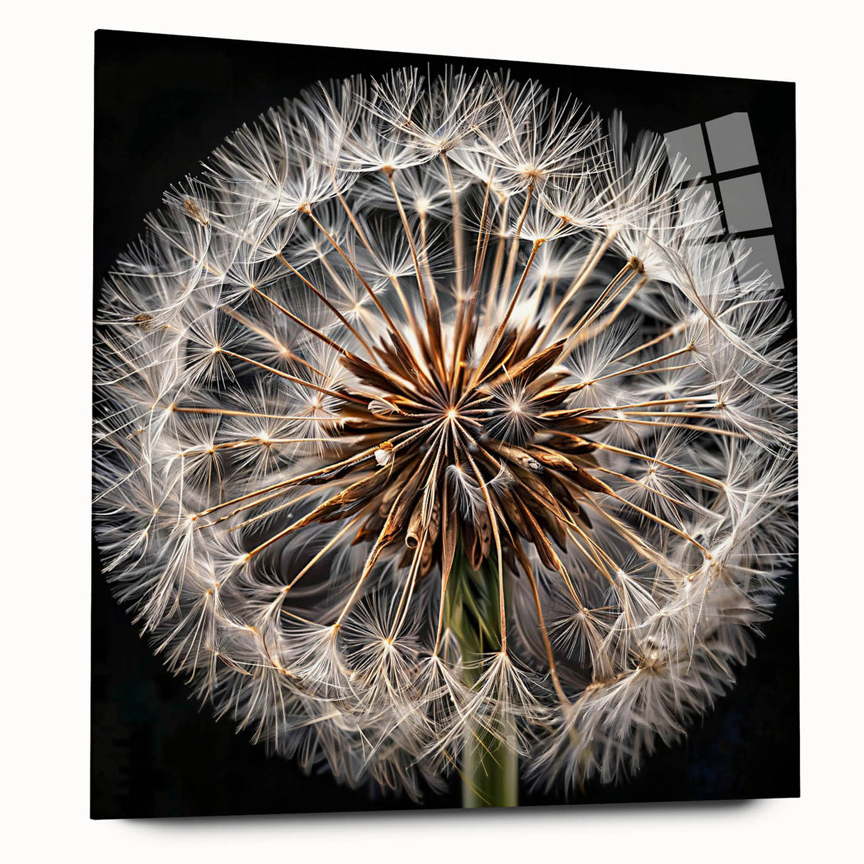 Botanical wall art featuring a delicate dandelion design on acrylic glass, showcasing vibrant colors and intricate details, perfect for modern home decor. Ideal for enhancing interior aesthetics with a touch of nature-inspired elegance.