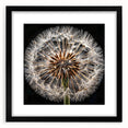 Black-framed botanical wall art featuring a detailed dandelion design, showcasing intricate floral elements, perfect for home decor and nature enthusiasts.