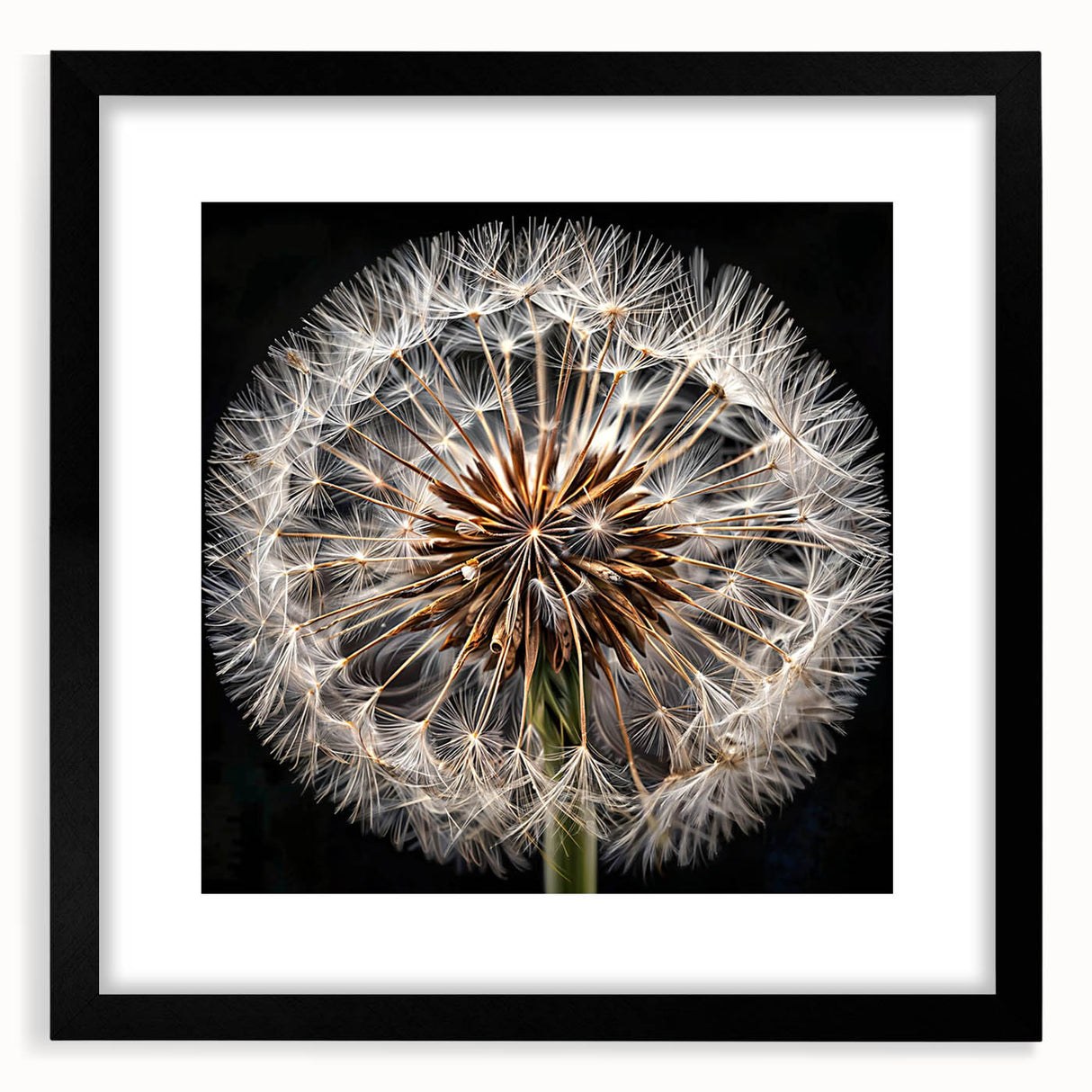 Black-framed botanical wall art featuring a detailed dandelion design, showcasing intricate floral elements, perfect for home decor and nature enthusiasts.