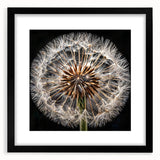 Black-framed botanical wall art featuring a detailed dandelion design, showcasing intricate floral elements, perfect for home decor and nature enthusiasts.