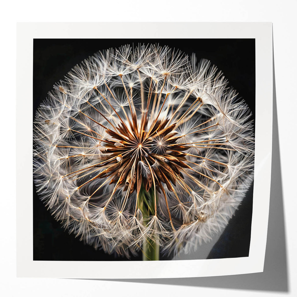 Delicate dandelion botanical wall art print showcasing intricate details and soft colors, rolled and ready for display in a stylish home setting.