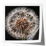 Delicate dandelion botanical wall art print showcasing intricate details and soft colors, rolled and ready for display in a stylish home setting.