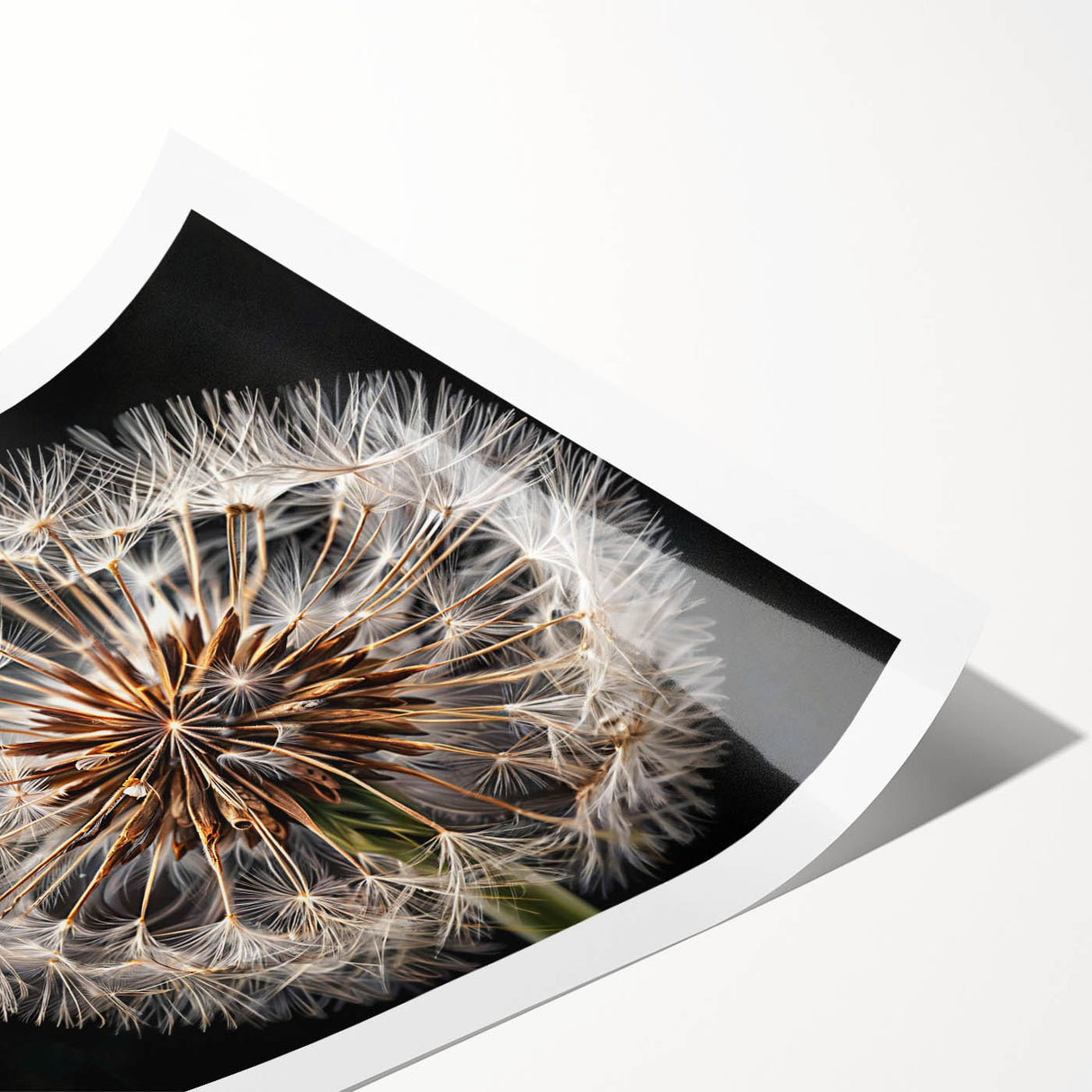 Botanical wall art print showcasing a detailed dandelion design, featuring intricate line work and soft color tones, perfect for enhancing home decor aesthetics.