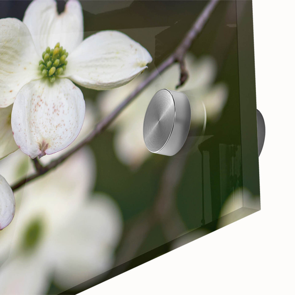 Close-up of a botanical dogwood design wall art piece, showcasing vibrant flowers in soft pink and white hues, set against a clear acrylic glass surface for a modern decor touch.