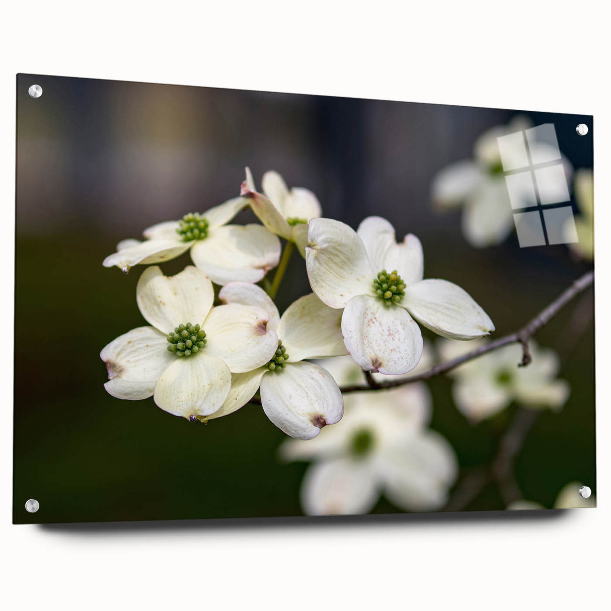 Botanical dogwood wall art design displayed in acrylic glass, showcasing vibrant colors and intricate floral details, ideal for home decor enhancement.