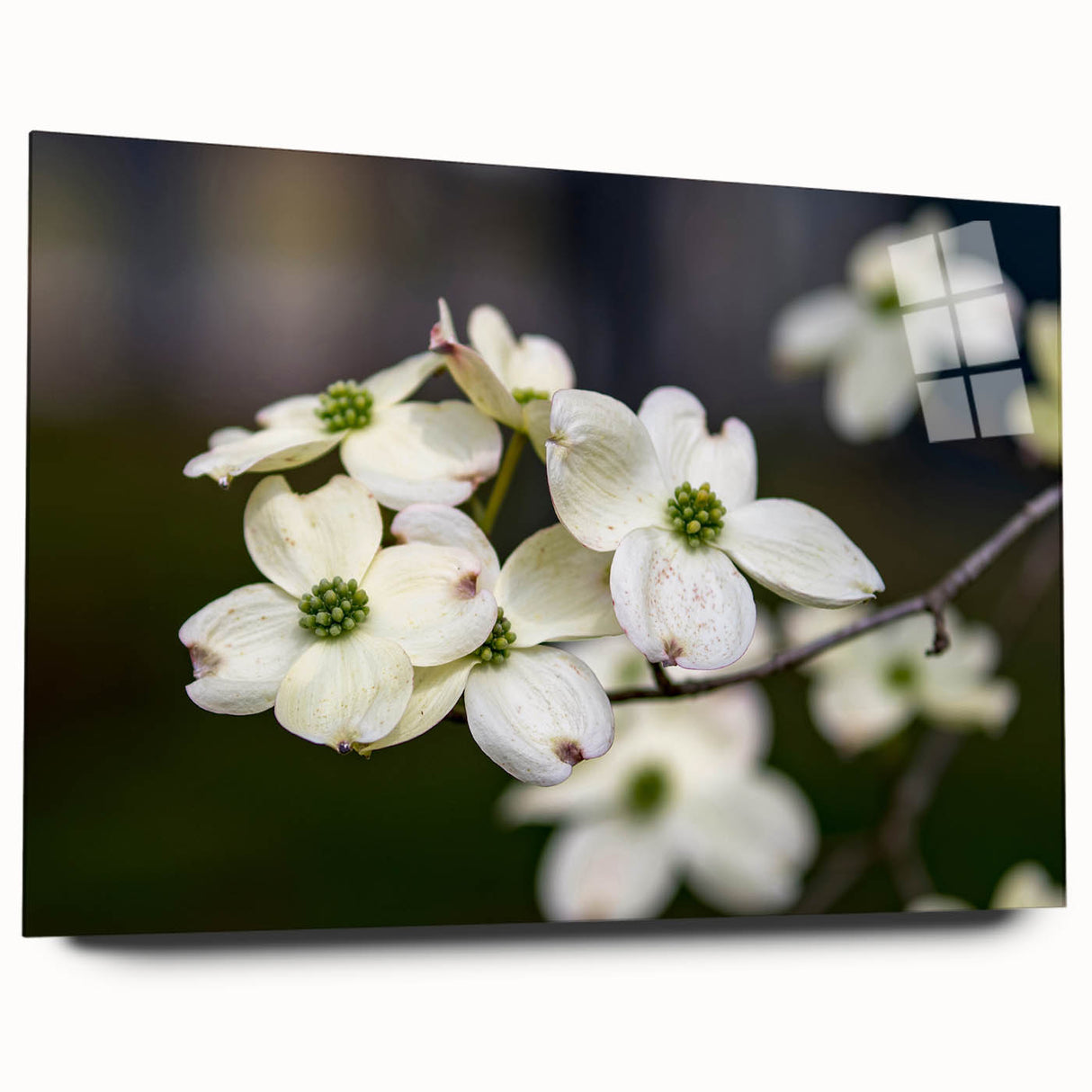 Acrylic glass wall art showcasing a botanical dogwood design, elegantly framed and viewed from the side, highlighting its vibrant colors and intricate details. Ideal for home decor.