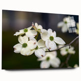 Acrylic glass wall art showcasing a botanical dogwood design, elegantly framed and viewed from the side, highlighting its vibrant colors and intricate details. Ideal for home decor.