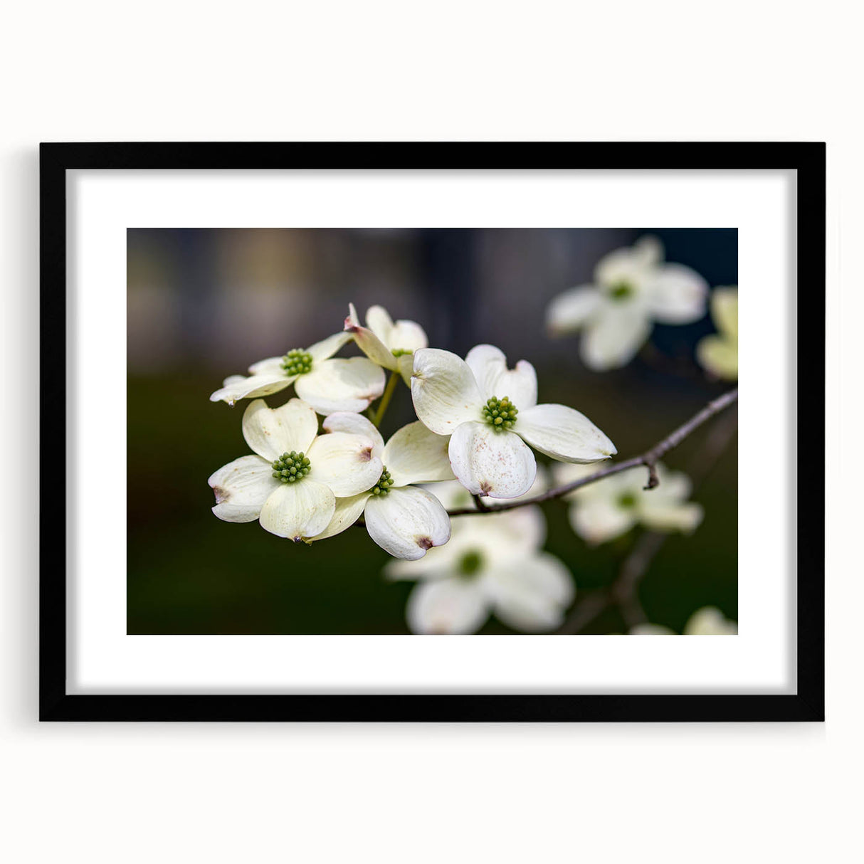 Botanical wall art featuring a dogwood flower design in a black frame with a white mat, perfect for adding elegance to home decor. Ideal for flower lovers.
