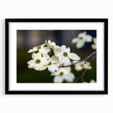 Botanical wall art featuring a dogwood flower design in a black frame with a white mat, perfect for adding elegance to home decor. Ideal for flower lovers.