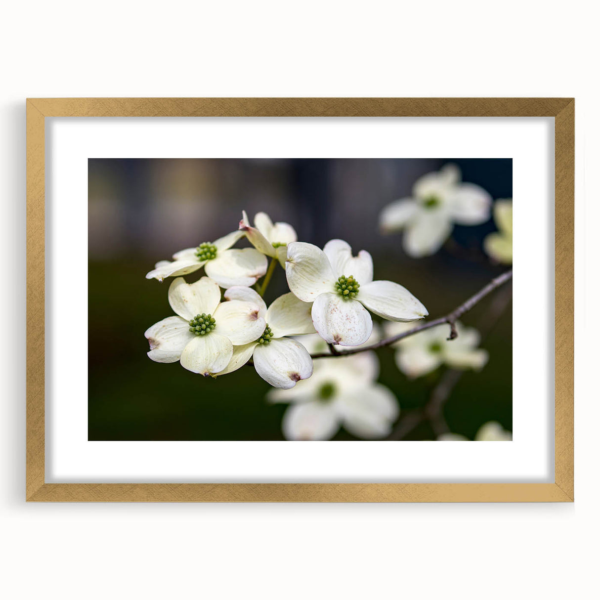 Botanical wall art featuring a delicate dogwood flower design in a gold frame with a mat, showcased from a front view, ideal for home decor.