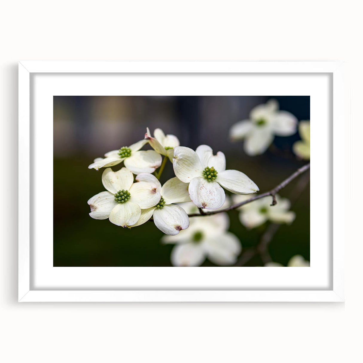 Botanical wall art featuring a dogwood design, framed with a white mat and visible from the front, ideal for home decor and nature-inspired interiors.