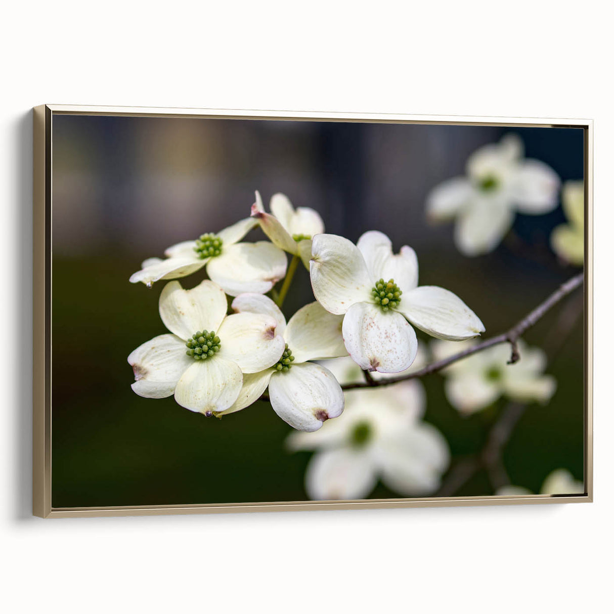 Framed canvas wall art featuring a botanical dogwood design with vibrant colors and a gold frame, showcasing a side view in a stylish interior setting.