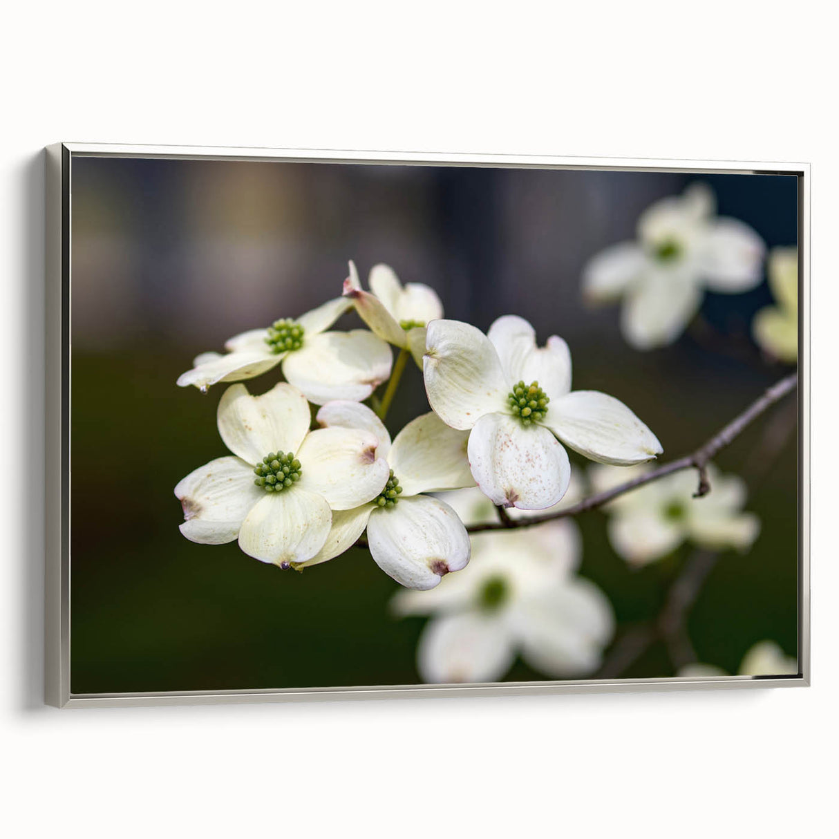 Framed wall art featuring a botanical dogwood design in silver, showcasing delicate flowers against a textured background, ideal for home decor and nature lovers.