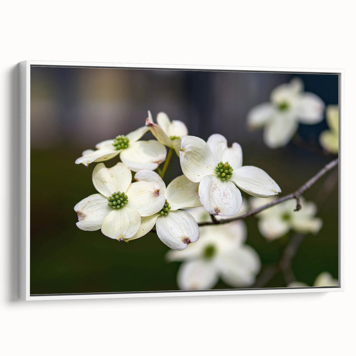 Framed botanical wall art featuring a delicate dogwood design on canvas, showcasing soft white and green hues against a minimalist backdrop, ideal for home decor.