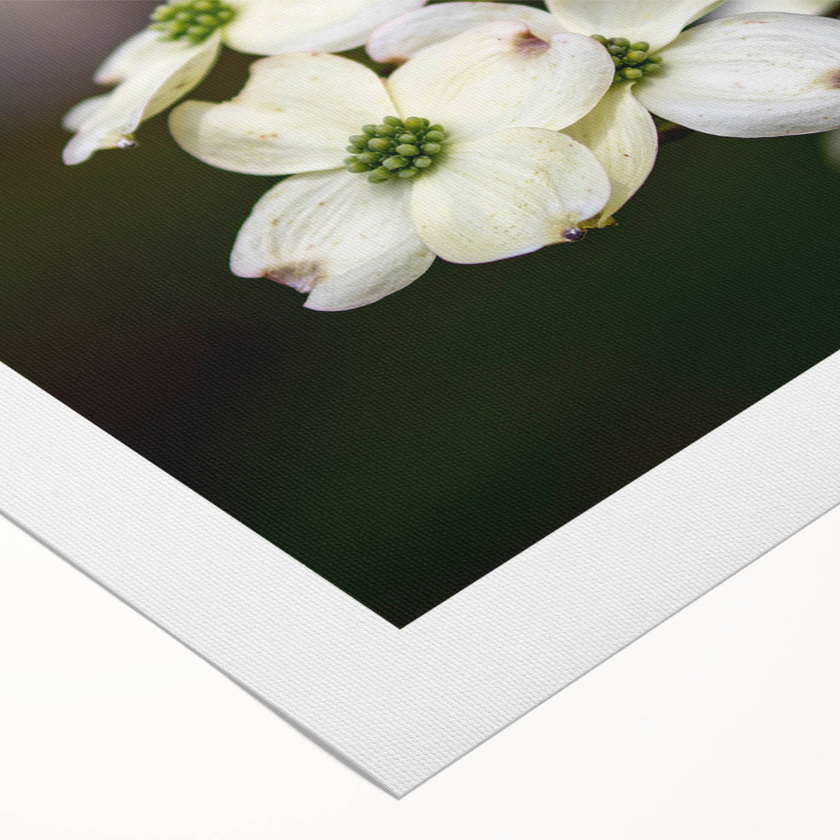 Botanical wall art design featuring delicate dogwood flowers in soft pastel colors, printed on rolled canvas for stylish home decor and nature-inspired aesthetics.
