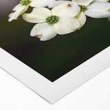 Botanical wall art design featuring delicate dogwood flowers in soft pastel colors, printed on rolled canvas for stylish home decor and nature-inspired aesthetics.