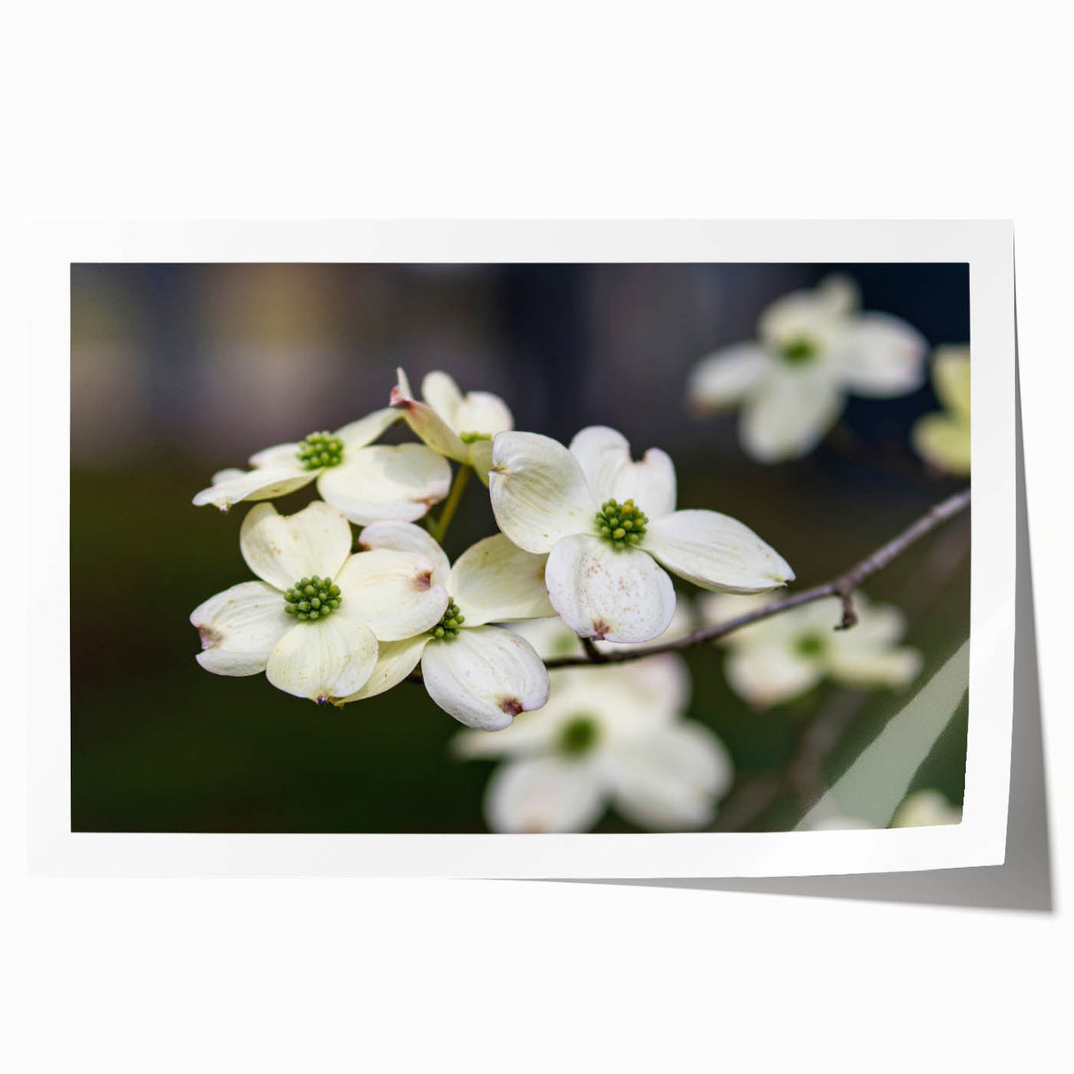 Dogwood floral wall art print showcasing vibrant pink and white blooms against a soft cream background, perfect for enhancing home decor aesthetics.
