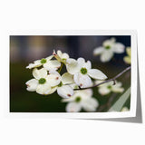 Dogwood floral wall art print showcasing vibrant pink and white blooms against a soft cream background, perfect for enhancing home decor aesthetics.